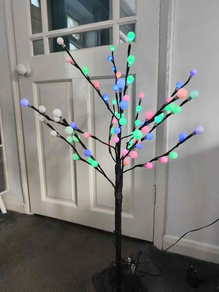 Photo of free Tree (Loughborough LE11) #4