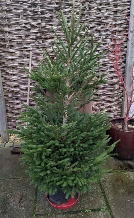 Photo of free Live Xmas tree in a pot (Lower Wick WR2) #1