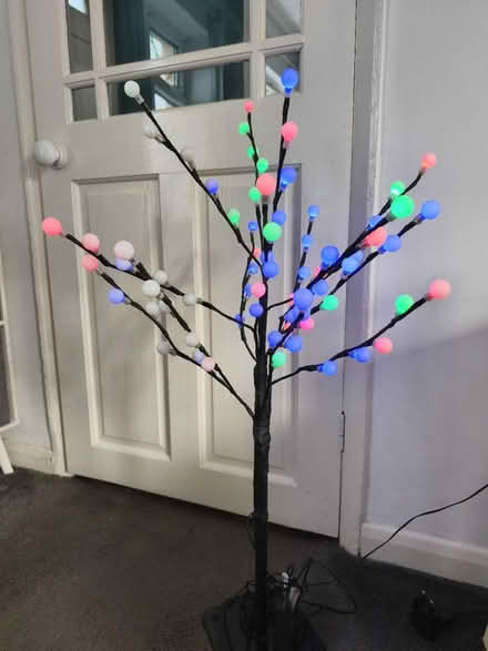 Photo of free Tree (Loughborough LE11) #2