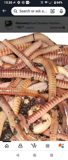 Photo of Wormery worms (Wallands Park BN7) #1