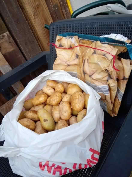 Photo of free White potatoes for eating (Orton Goldhay) #1