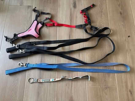 Photo of free Dog leashes & Halters (McKinney) #1