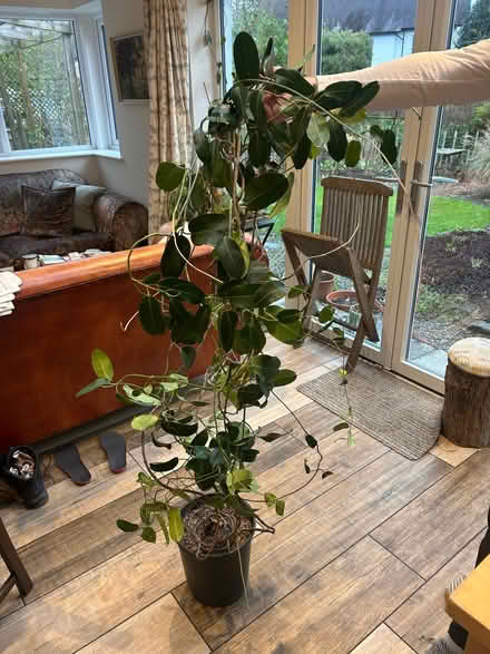 Photo of free Mature stephanotis plant (Staveley LA8) #1