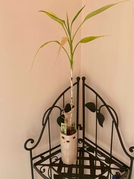 Photo of free Lucky bamboo plant (South Downers Grove near YMCA) #1
