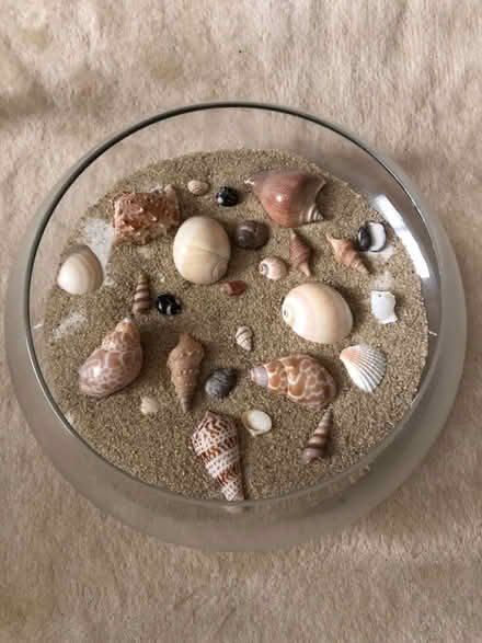 Photo of free Decorative Seashell Bowl (Bethesda- River Rd & Wilson Ln) #2