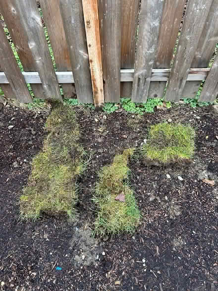 Photo of free Scraps of grass sod (Burien (shorewood)) #1