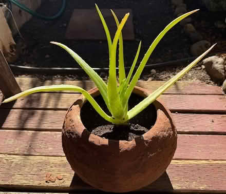 Photo of free Aloe Plant (Cupertino - DeAnza and 280) #1