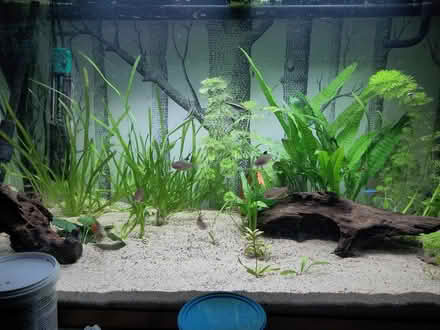Photo of free Aquarium plants (L1 Liverpool City Centre) #1