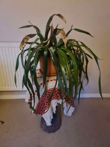 Photo of free House plant - bromeliad (Lewes BN7) #1