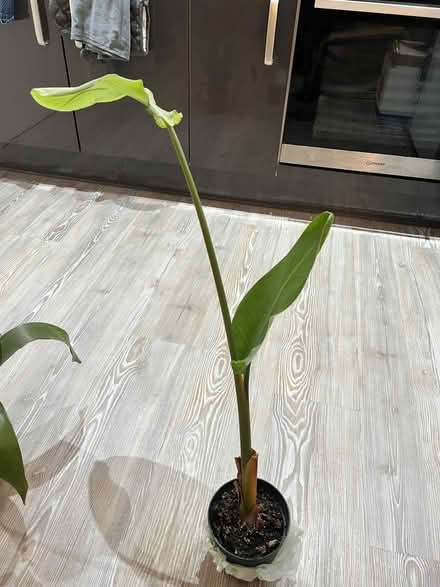 Photo of free 4 pots of plants with inner pot (Saint Philip's S3) #3