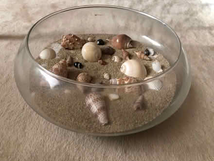Photo of free Decorative Seashell Bowl (Bethesda- River Rd & Wilson Ln) #1
