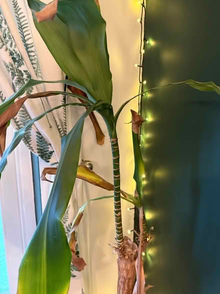 Photo of free Yucca palm (Offerton SK2) #2
