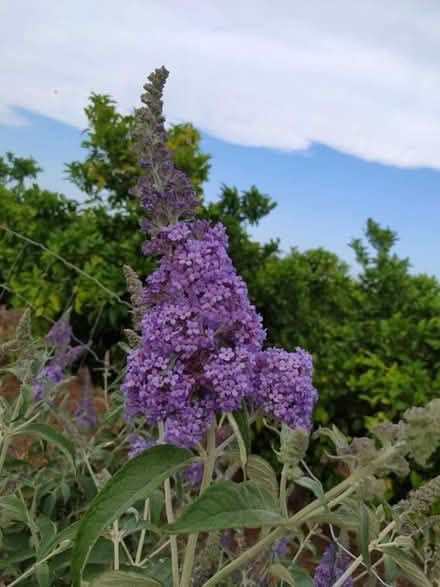 Photo of Buddleia plant for infant school (Up Hatherley GL51) #1