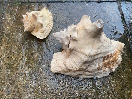 Photo of free Shells (Cheshunt EN7) #1