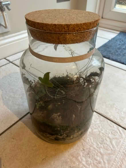 Photo of free Glass terrarium with plants (Horsham) #1