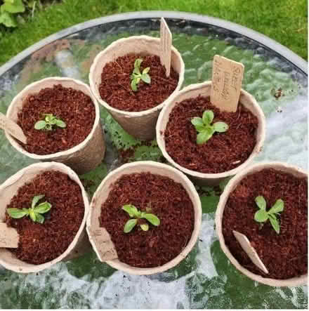 Photo of Bag of used or new Potting Mix (Soil/Compost) (Central Reading RG1) #1