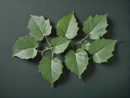 Photo of free Brand new Fake Ivy Leaves Decoration (Kingsholm GL1) #1