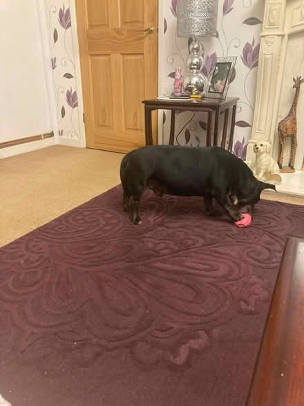 Photo of free Rug 250 x 175cm from Next (Formby) #4