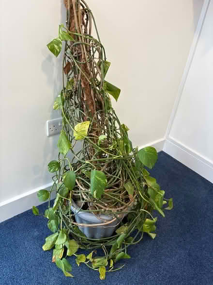 Photo of free House plant (Stonegallows TA1) #1