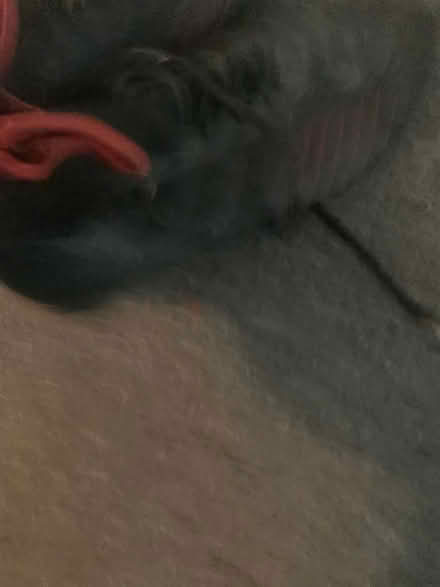 Photo of free Footbal boots (Tonbridge) #3