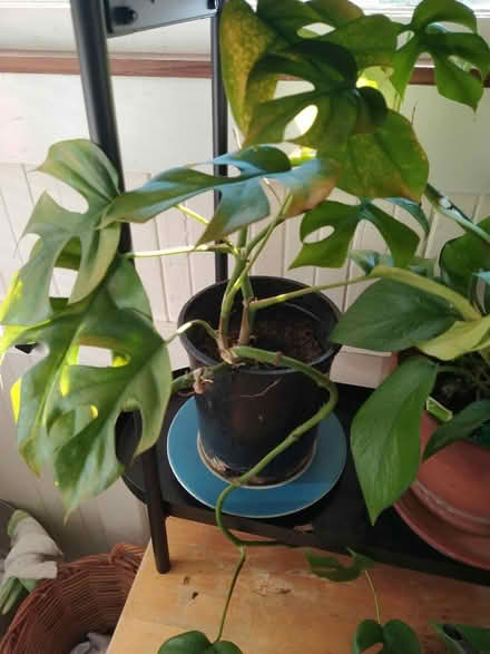 Photo of free Houseplant (North Oakland) #1