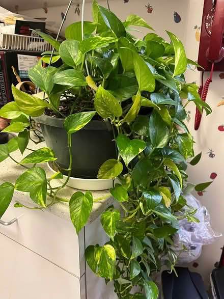 Photo of free Hanging plant (upper east side) #1