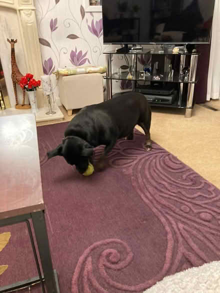 Photo of free Rug 250 x 175cm from Next (Formby) #2