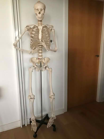 Photo of free Model skeleton (Western Harbour EH6) #1