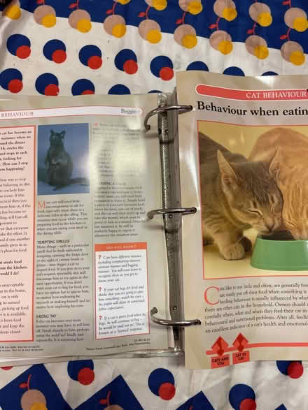 Photo of free Cats facts file (Crystal Palace SE19) #2