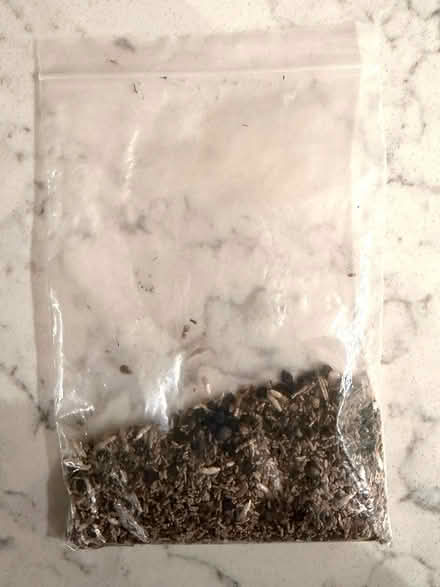 Photo of free Wild flower seeds - 18 grams (East Marden) #1