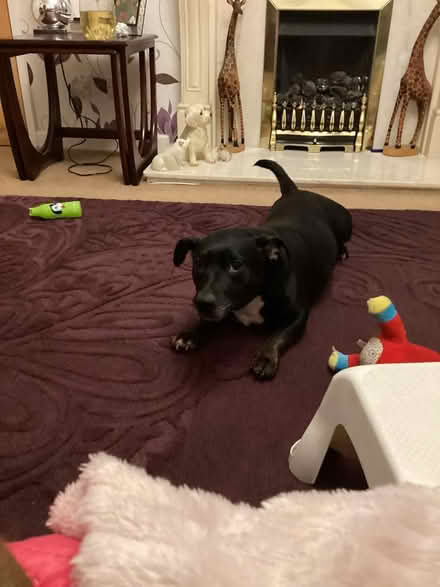 Photo of free Rug 250 x 175cm from Next (Formby) #1