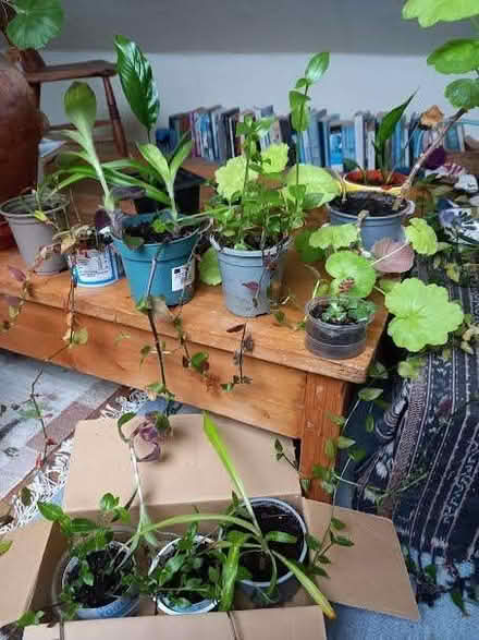 Photo of free House plants (AB24) #1