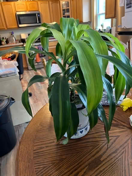 Photo of free Houseplant (Benny Lane off 96B) #1