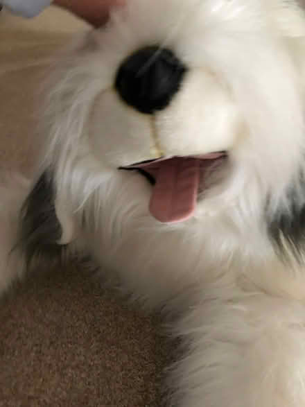 Photo of free Large stuffed dog (Minnetonka) #2