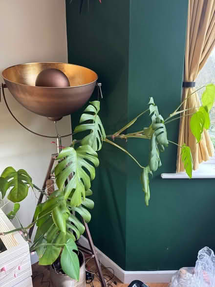 Photo of free Large Swiss cheese plant (Lower Weston) #1