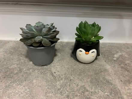 Photo of free 2 succulent plants (Plumpton CA11) #1