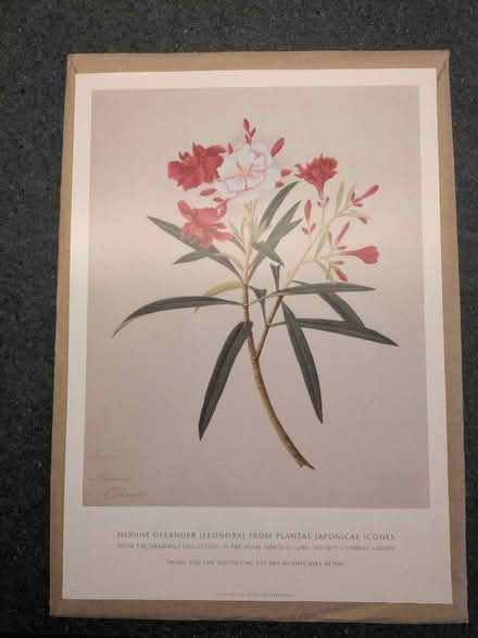 Photo of free Oleander print (Sion Hill) #1