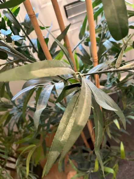 Photo of free Artificial plants (The Triangle Estate RH15) #4