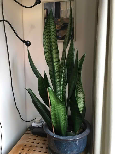 Photo of free house plant and pot (Pittville GL50) #2