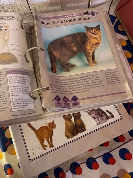 Photo of free Cats facts file x 2 (Crystal Palace SE19) #2