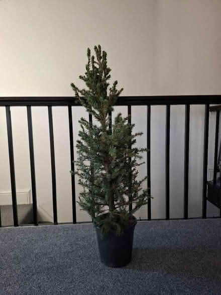Photo of free Potted Xmas tree (Workington) #1