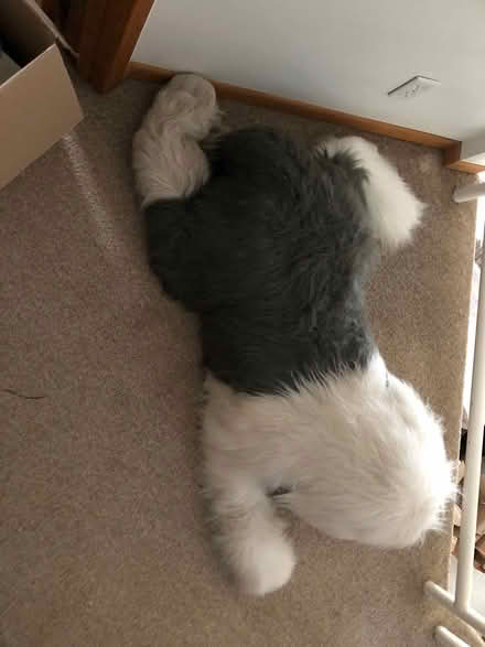 Photo of free Large stuffed dog (Minnetonka) #4