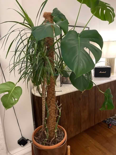Photo of free Cheese plant and pot / stand (Bloomsbury WC1B) #1