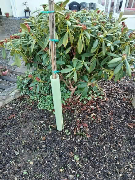 Photo of free Sapling protectors (PL15 Boyton, Launceston) #1