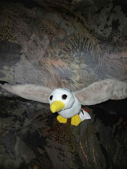 Photo of free Seagul (Chattenden) #1