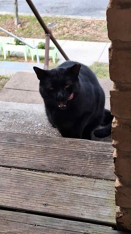 Photo of litter box & cat supplies (Barney circle/eastern mkt) #1