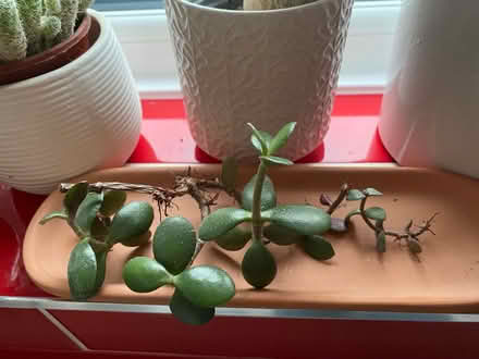 Photo of free Jade plant cuttings (Waterlooville PO7) #1