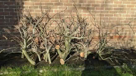 Photo of free Wood -:apple tree branches (Abraham Heights LA1) #1