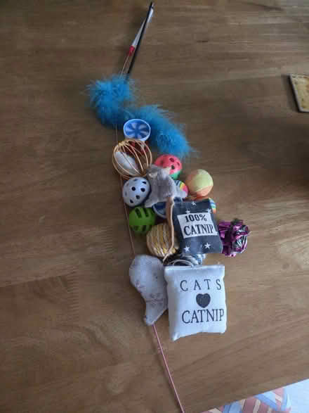 Photo of free Cat toys (Southend on sea SS2) #1