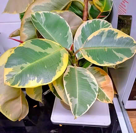 Photo of free Rubber Tree Pruning (Union Park TR11) #1